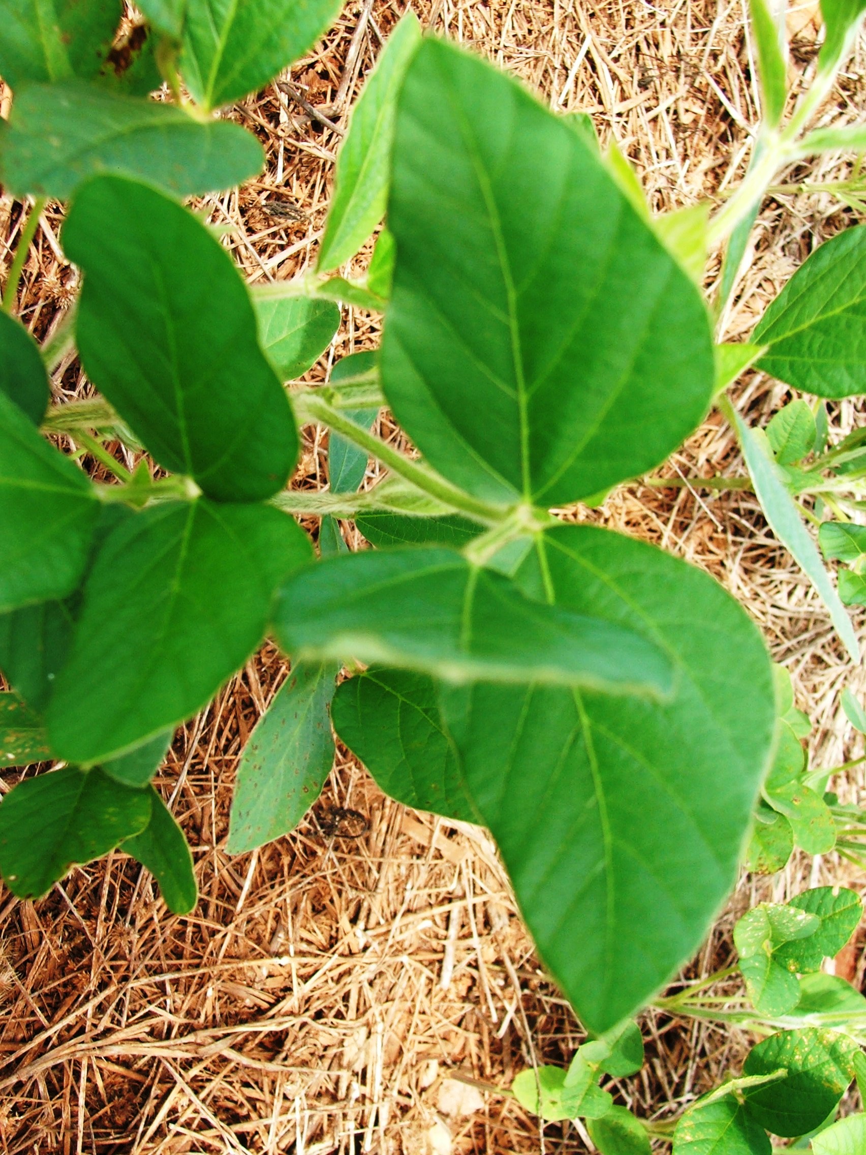 Seminário Desafios da Liderança Brasileira no Mercado Mundial da Soja