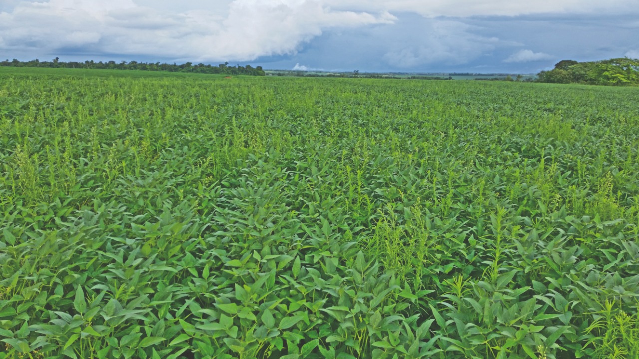 Grandes preocupações com as plantas daninhas de difícil controle
