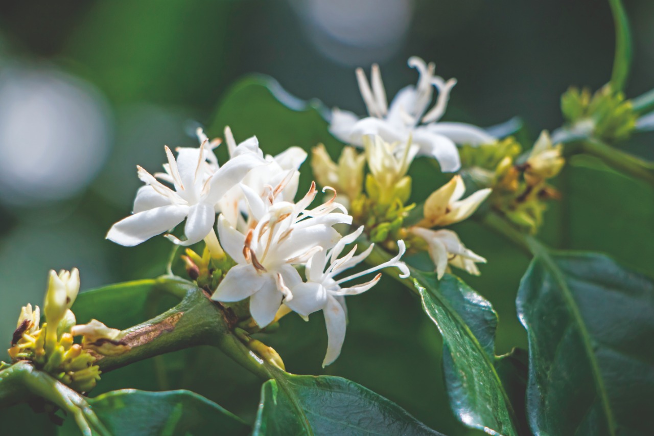 Nutrição inteligente é economia de custos no cafeeiro