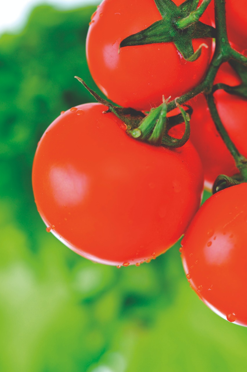 Ácidos húmicos: Mais disponibilidade de nutrientes ao tomateiro