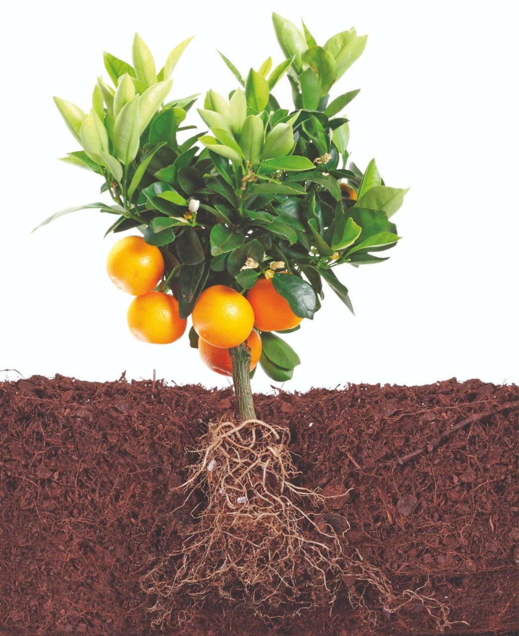Na nutrição citrícola, qual a dose planejada?