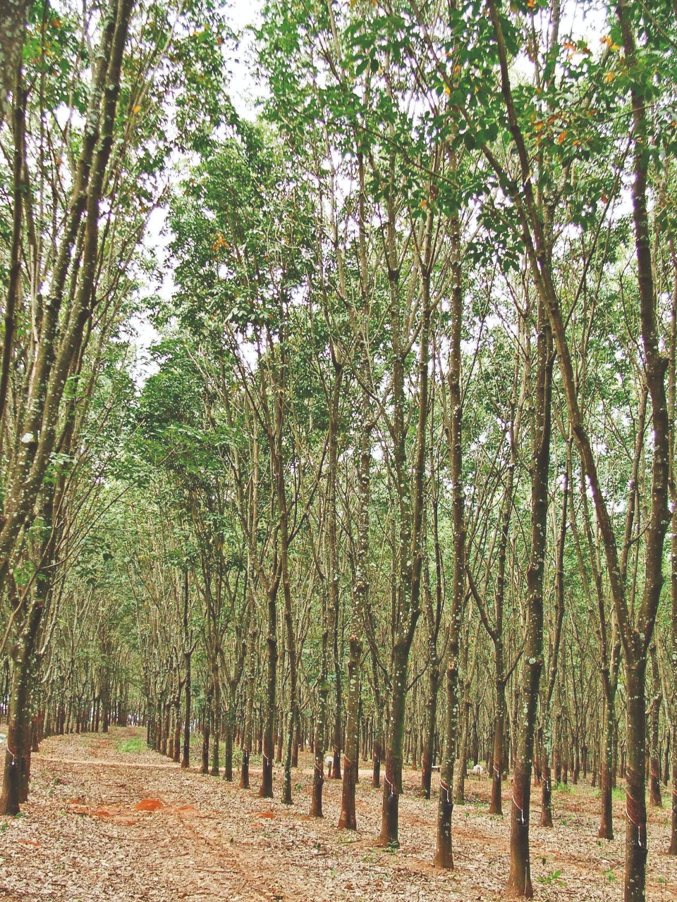 Alerta para antracnose em seringueira