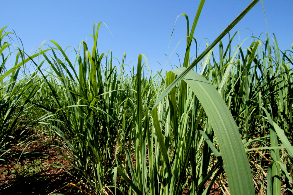 FMC participa do painel sobre pragas e doenças na 2ª Reunião Canaplan