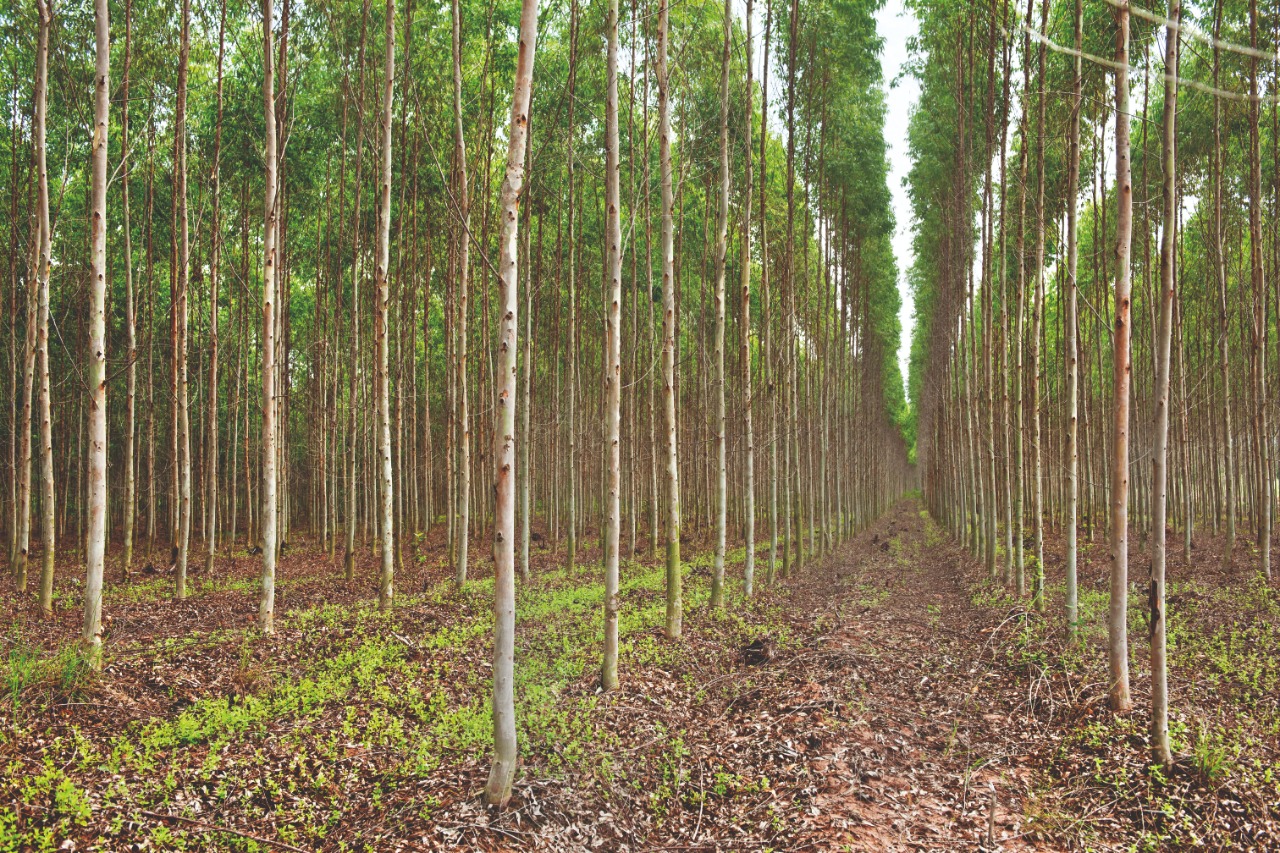 Qual a importância e as vantagens da silvicultura de precisão?