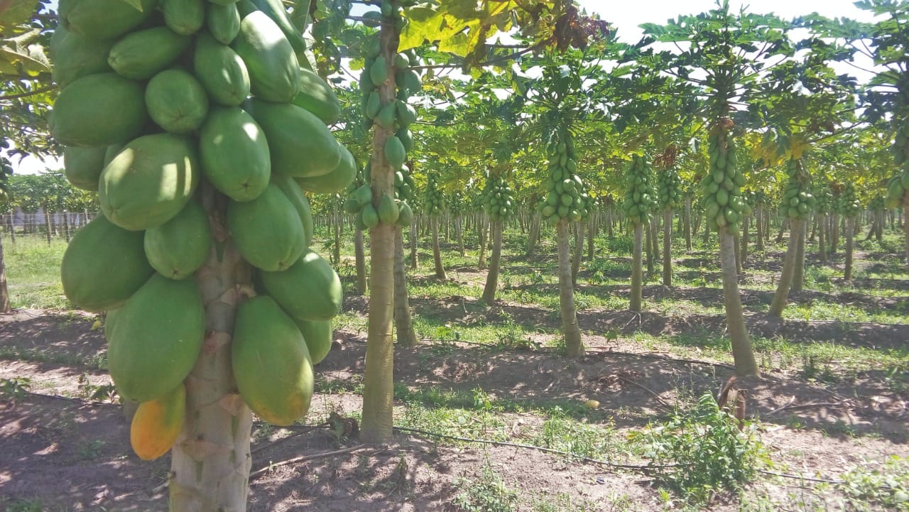 Quais as inovações no cultivo do mamão?