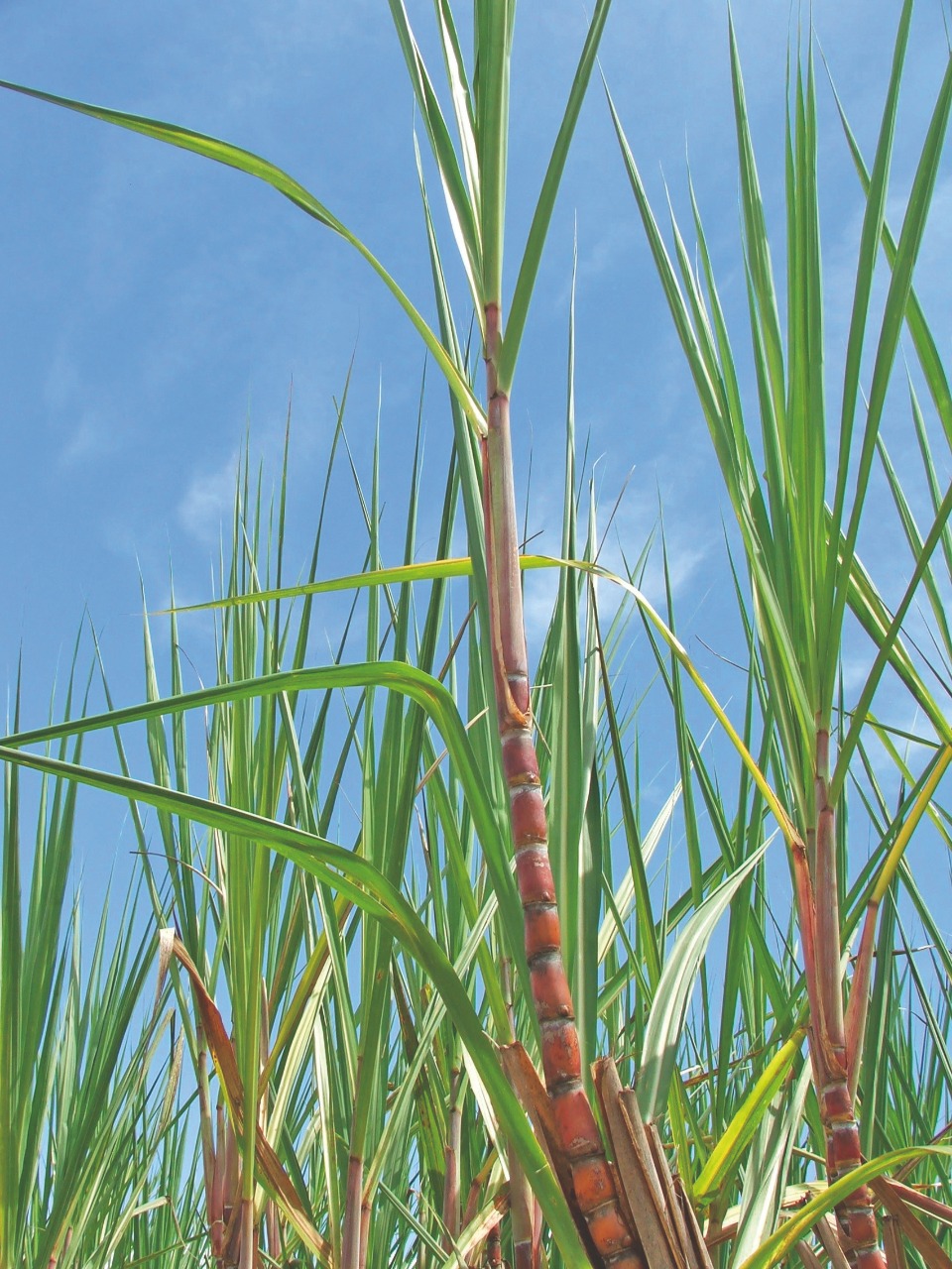 Como utilizar fertilizantes organominerais na cana-de-açúcar?