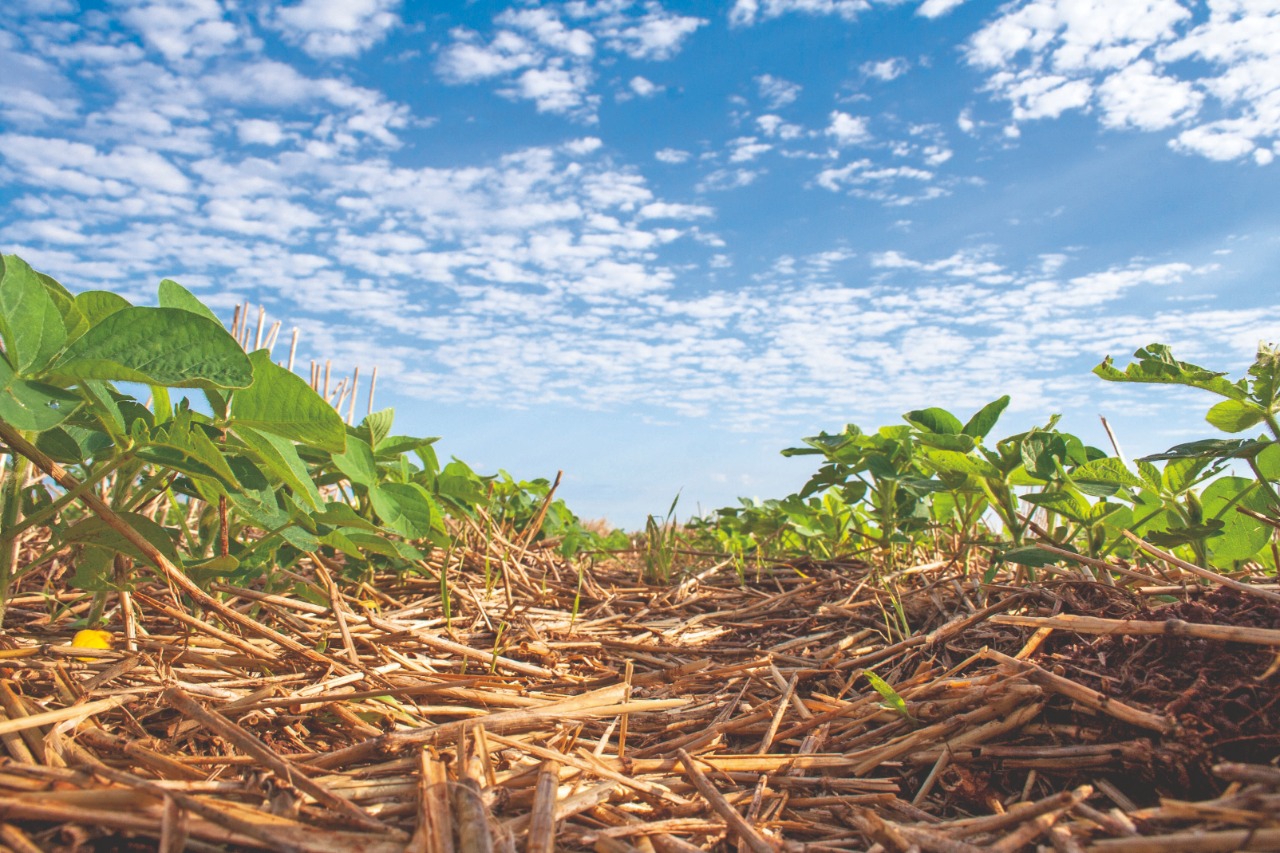 Qual o poder do bioestimulantes na agricultura?