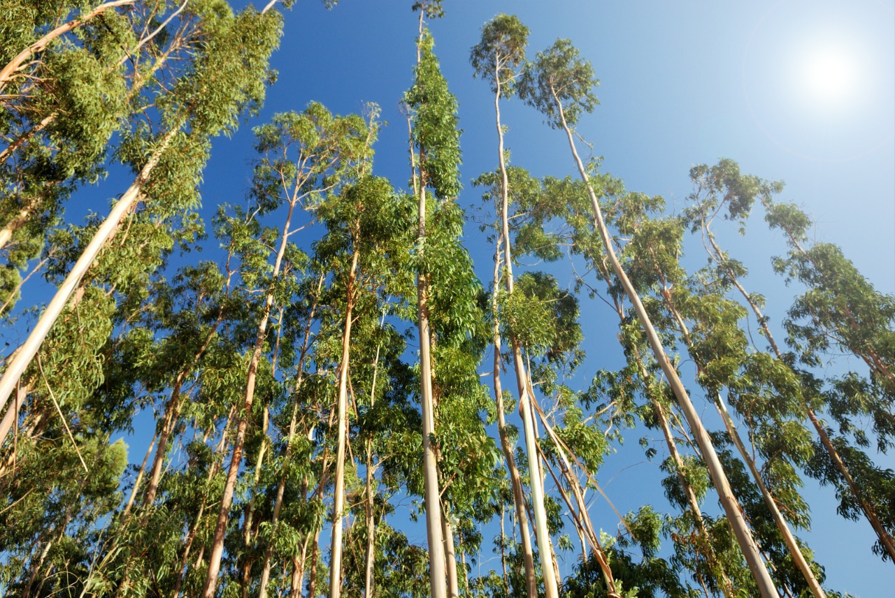 Florestas plantadas são aliadas no combate às mudanças climáticas?