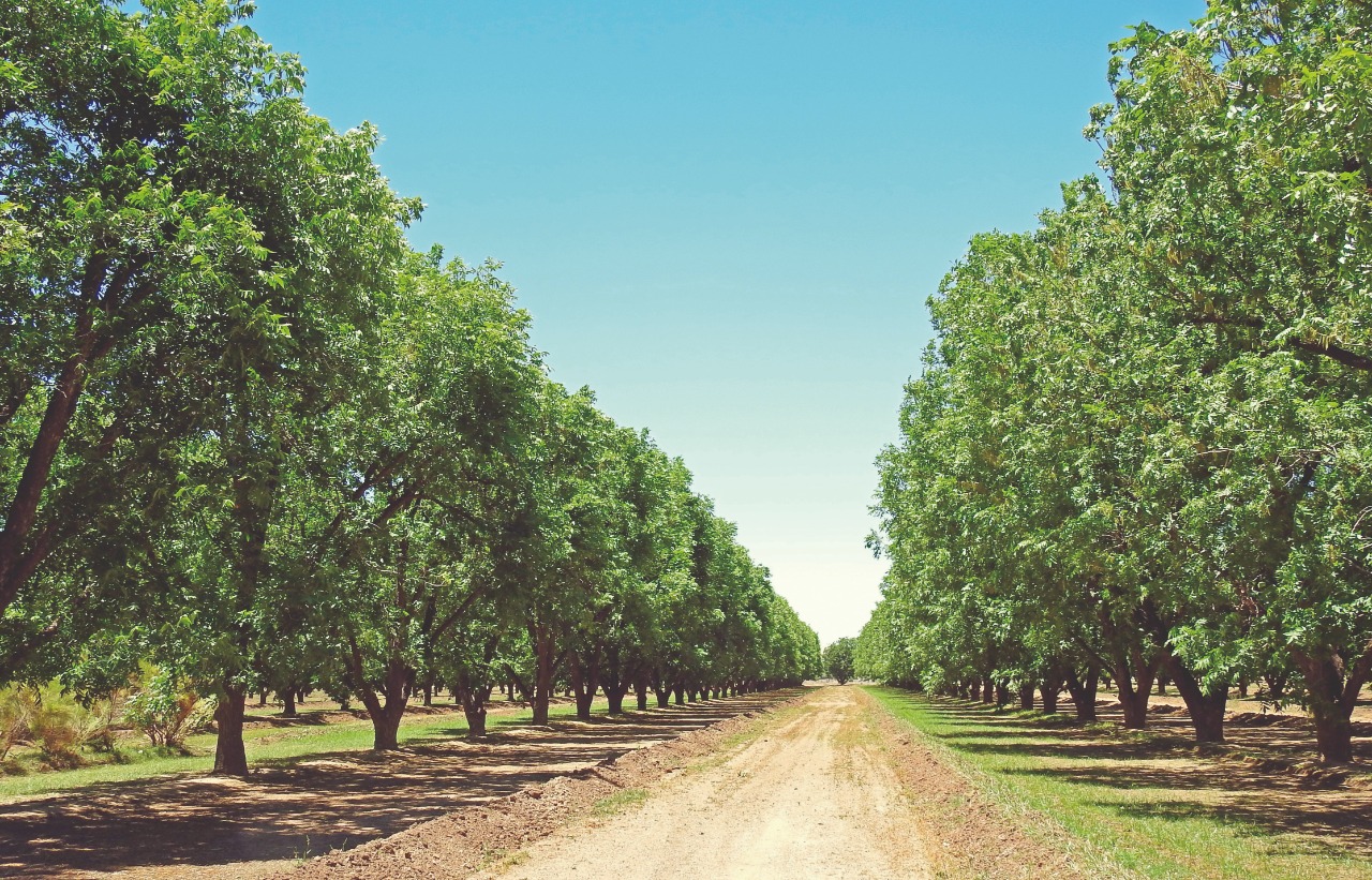 Qual o panorama mundial da noz-pecã?