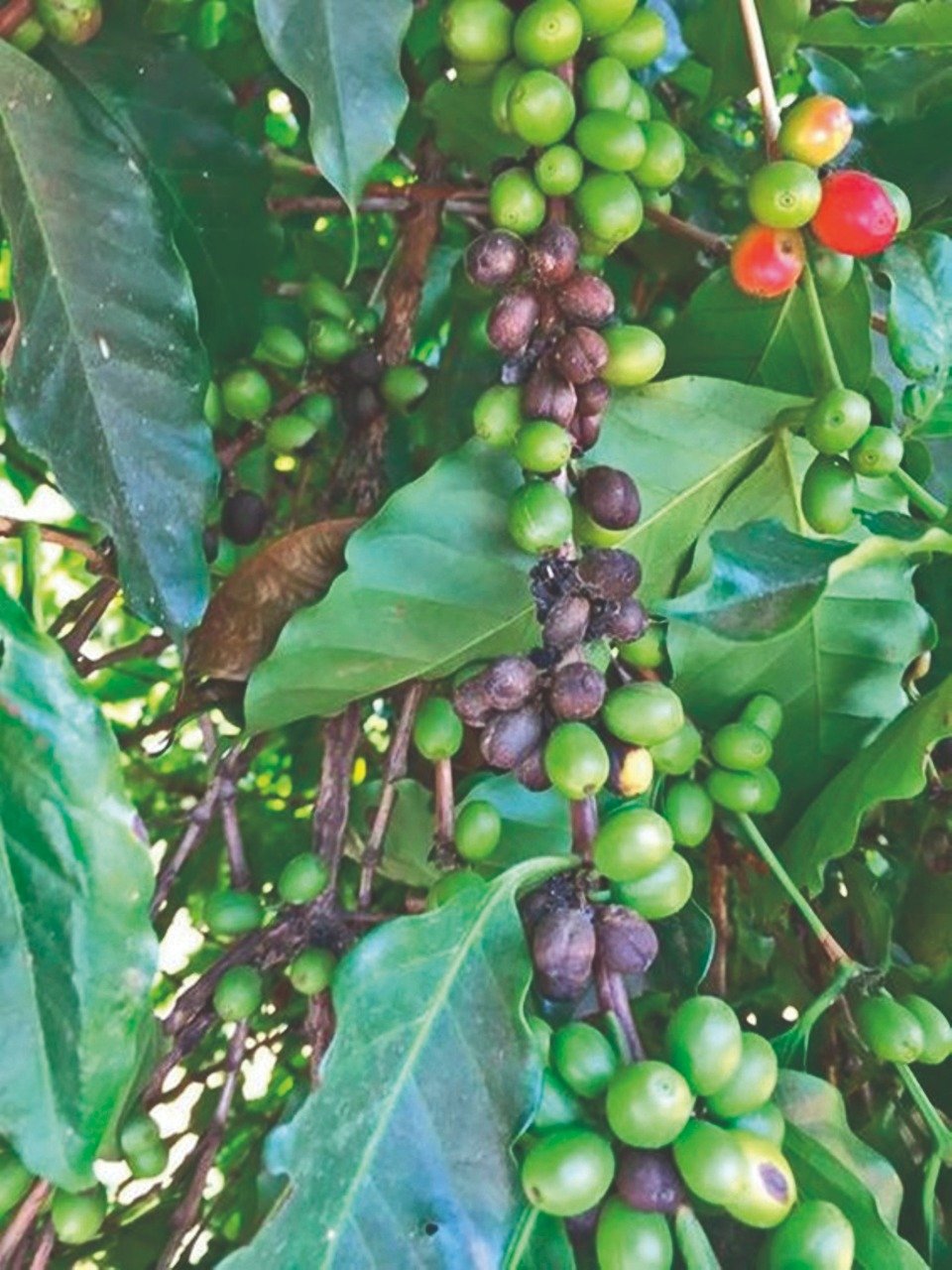 Como identificar a mancha de phoma no cafeeiro?
