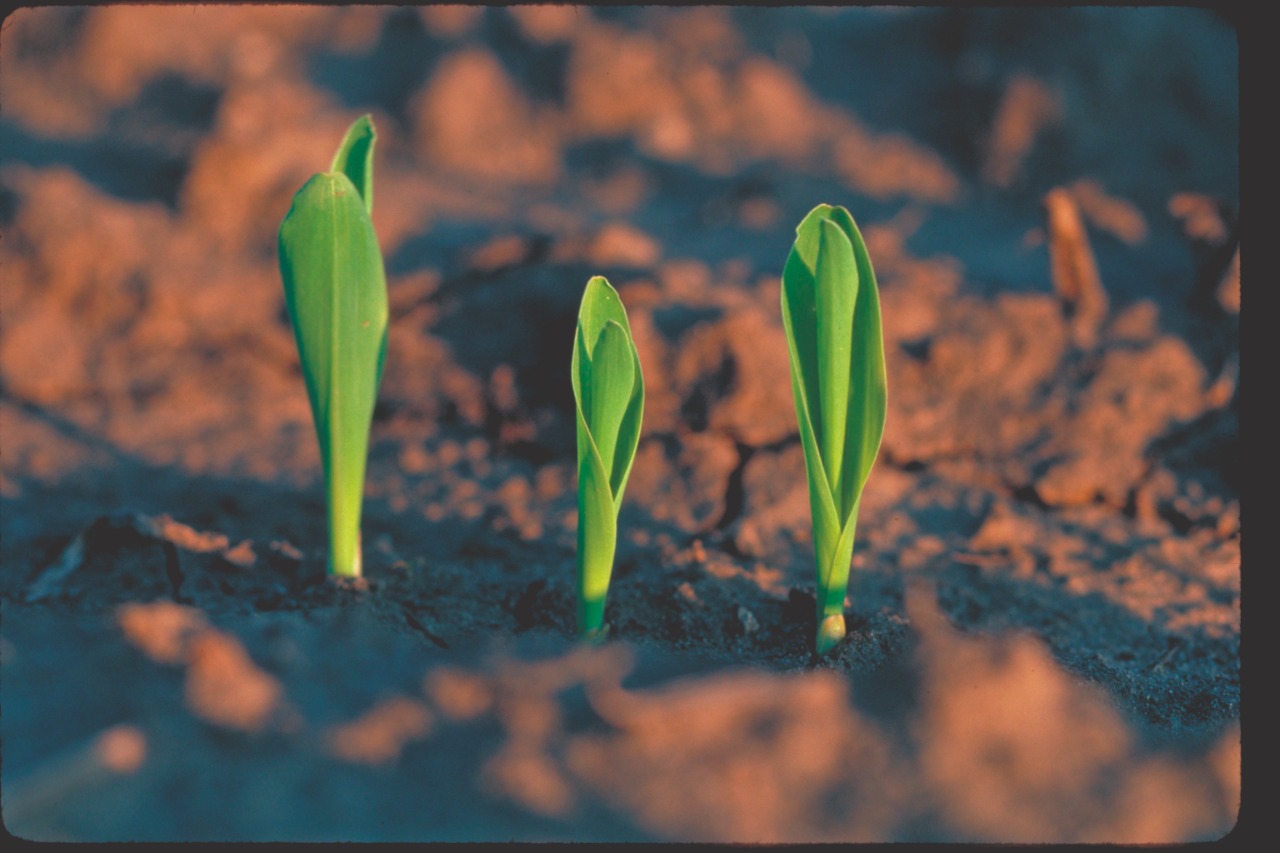 Cálcio está tendo a devida importância no solo?