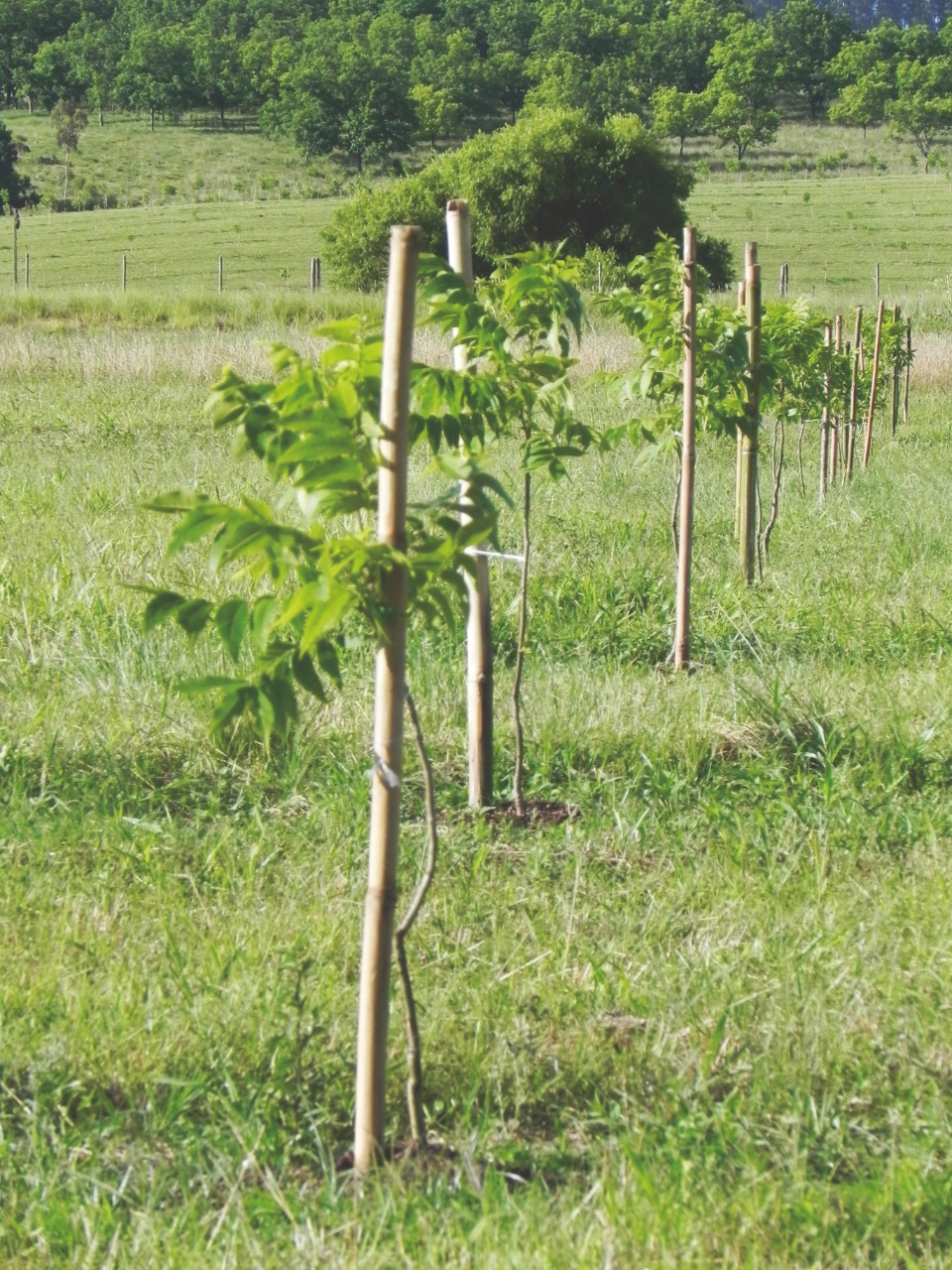 Irrigação: Qual a diferença na produção e qualidade da noz-pecã?