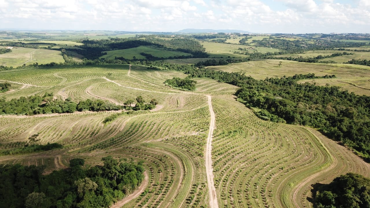 Investir em árvores é ideal para quem deseja diversificar os negócios