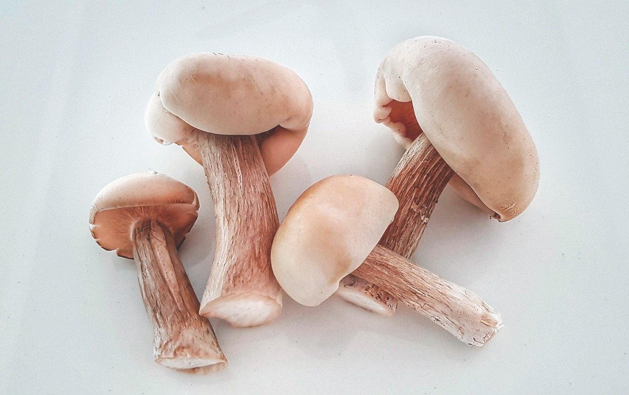 Champignon: Os desafios impostos à atividade