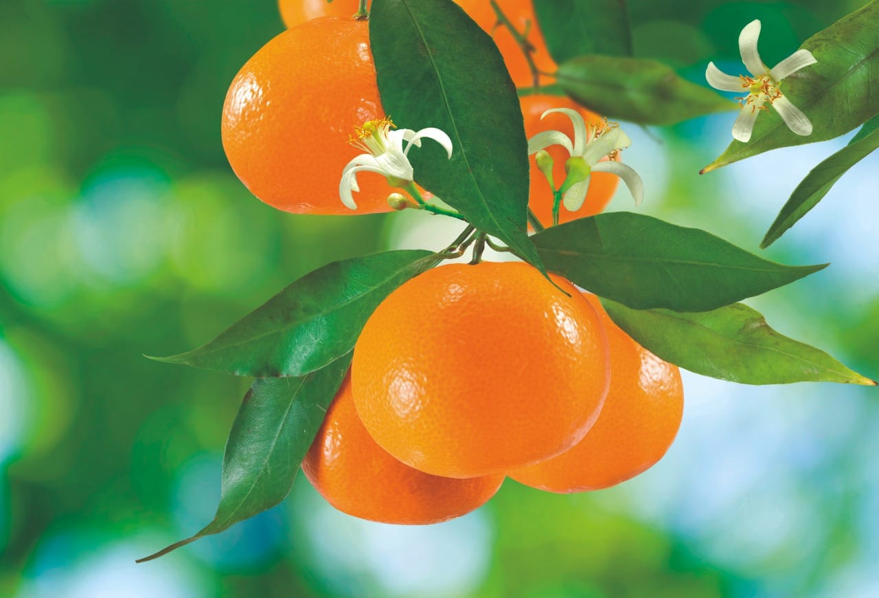 Ácidos húmicos e fúlvicos: A resposta na citricultura