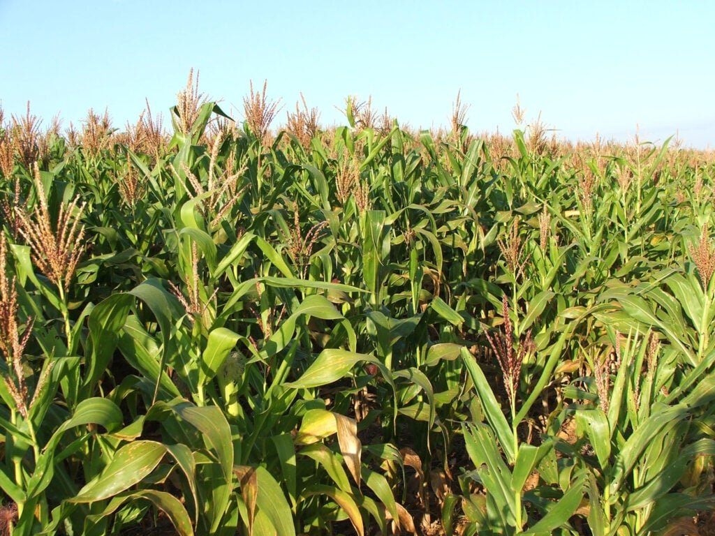 A Cigarrinha do milho afetam a produtividade?