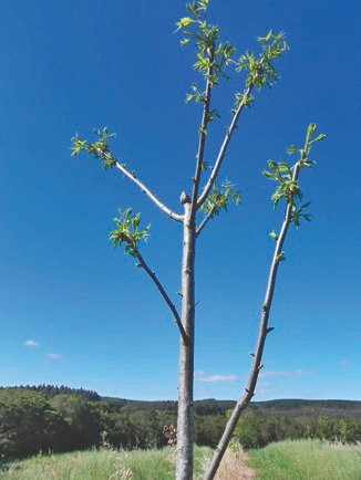Poda: Nogueiras respondem com aumento da produção de frutos