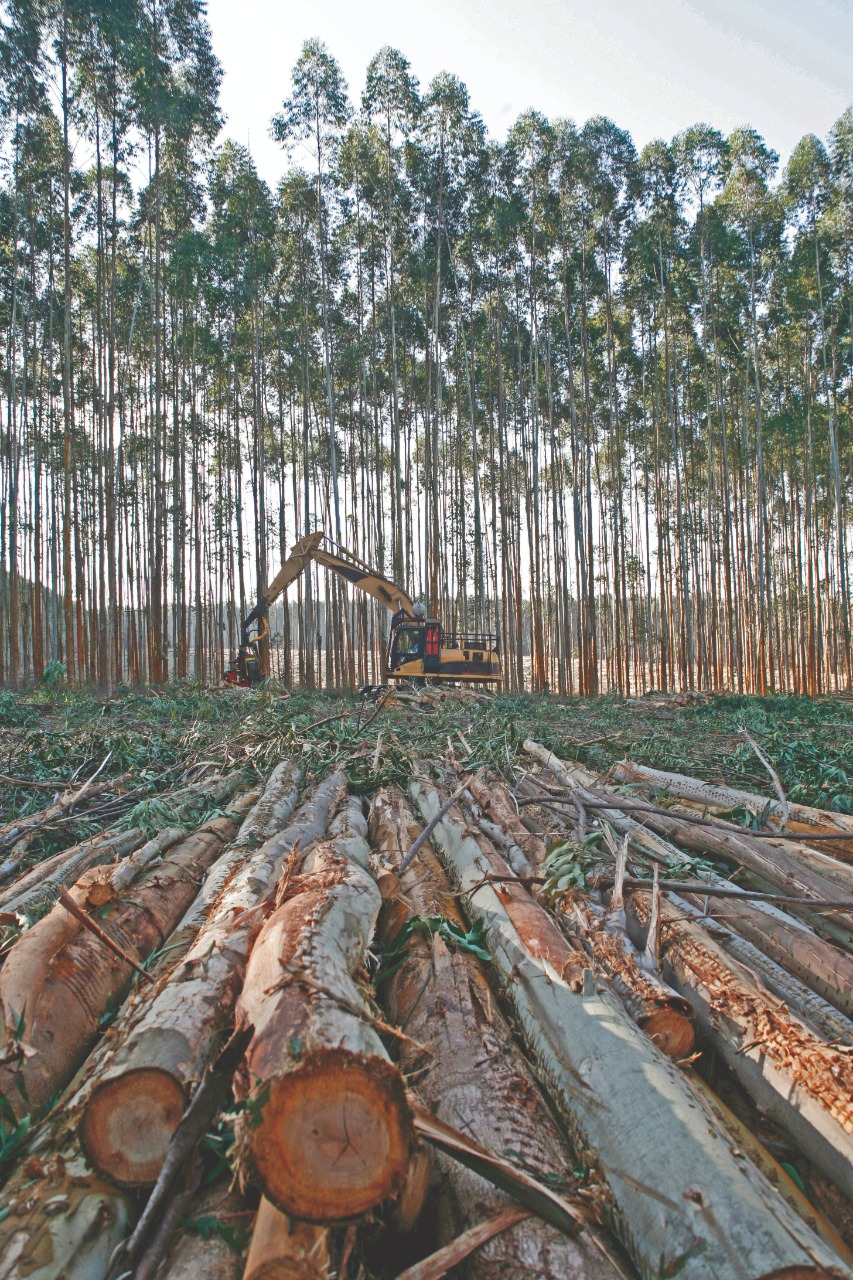 Qual a influência da densidade de plantio na produção madeireira?