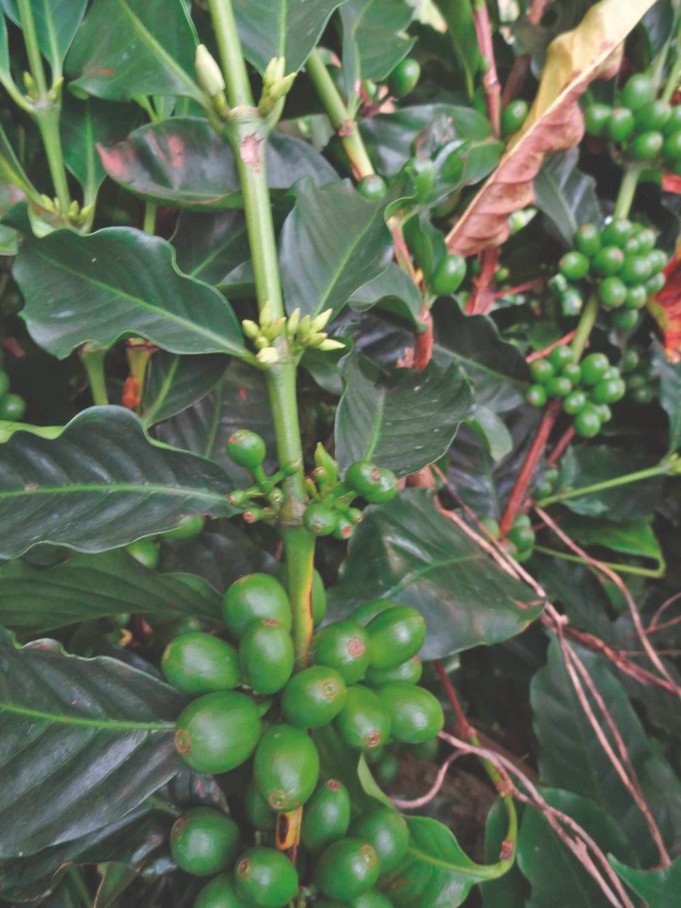 Florada e frutos ao mesmo tempo no café?
