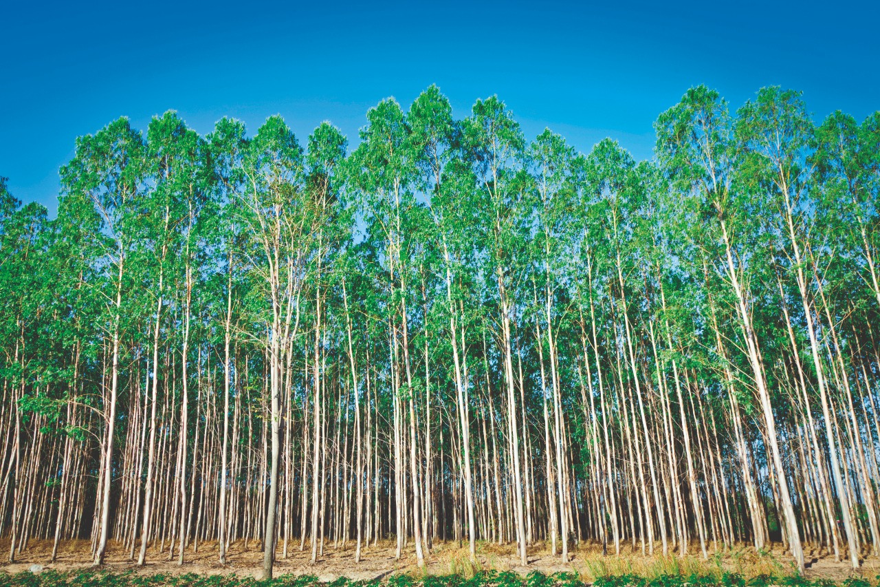 As respostas que você procura sobre o Eucalipto