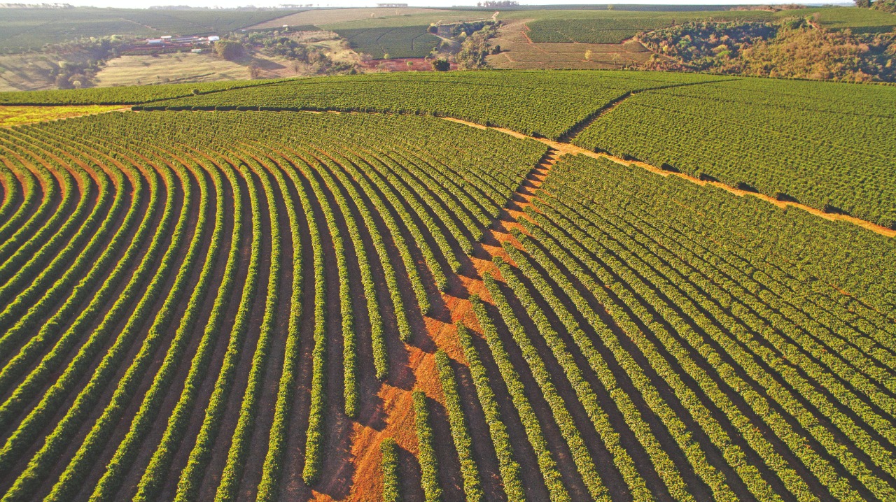 Qual a importância do boro e zinco para o cafeeiro?
