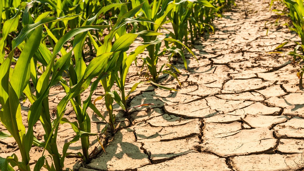 Estresse hídrico é o vilão das produtividades no campo?