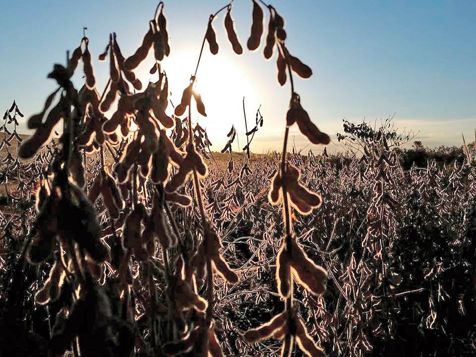 Qual a relação do Boro com a produtividade?