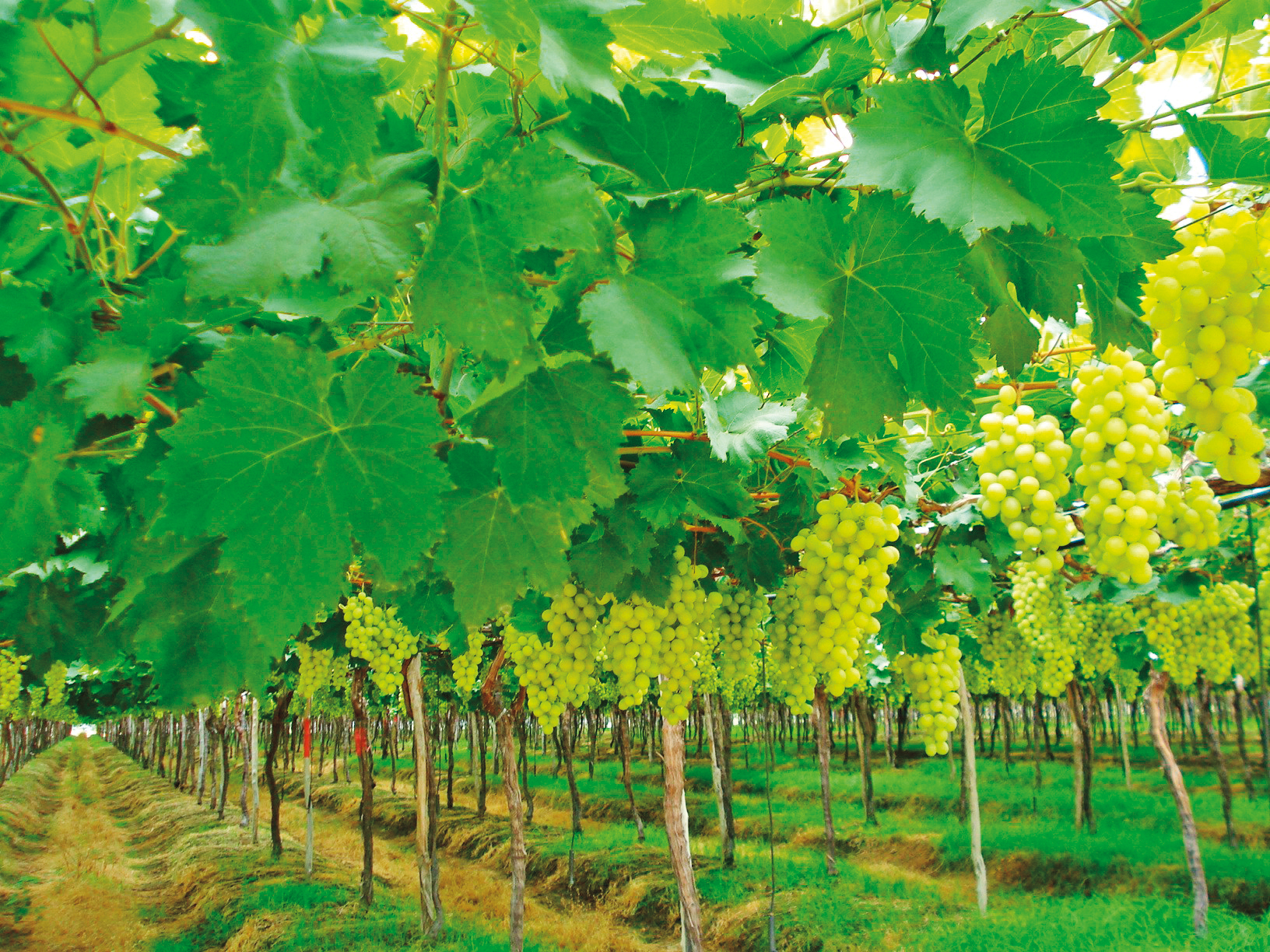 A irrigação das uvas de mesa exige cuidados?