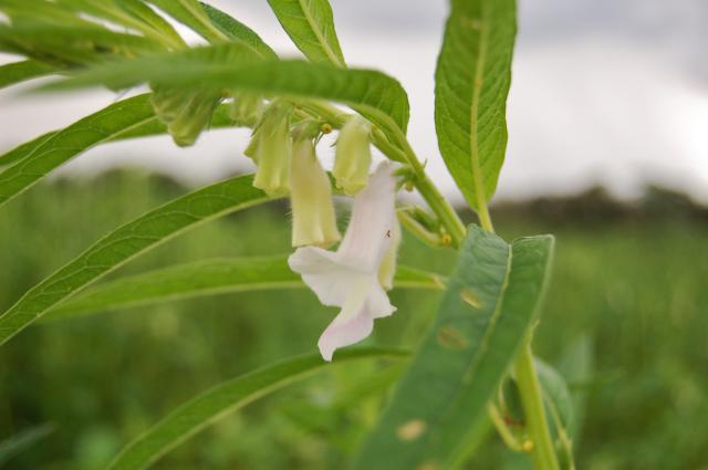 Embrapa tem a primeira cultivar de gergelim protegida do Brasil