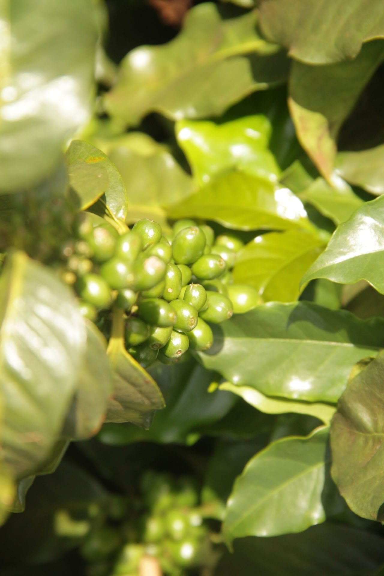 Região sudeste ocupa maior produção de café arábica