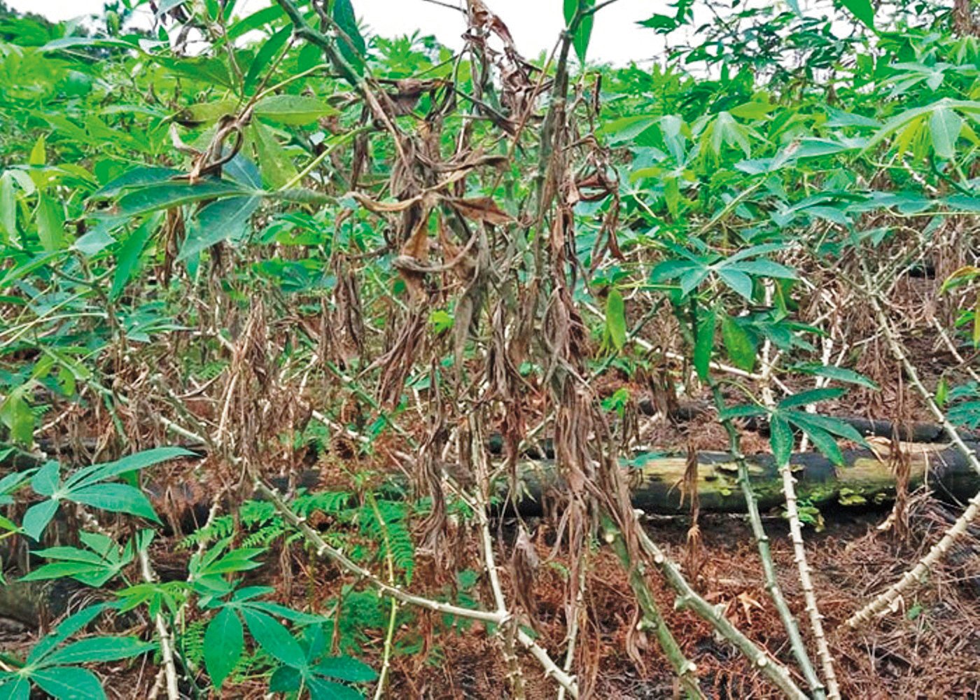 Confirmado: Primeiro caso de nova doença da mandioca