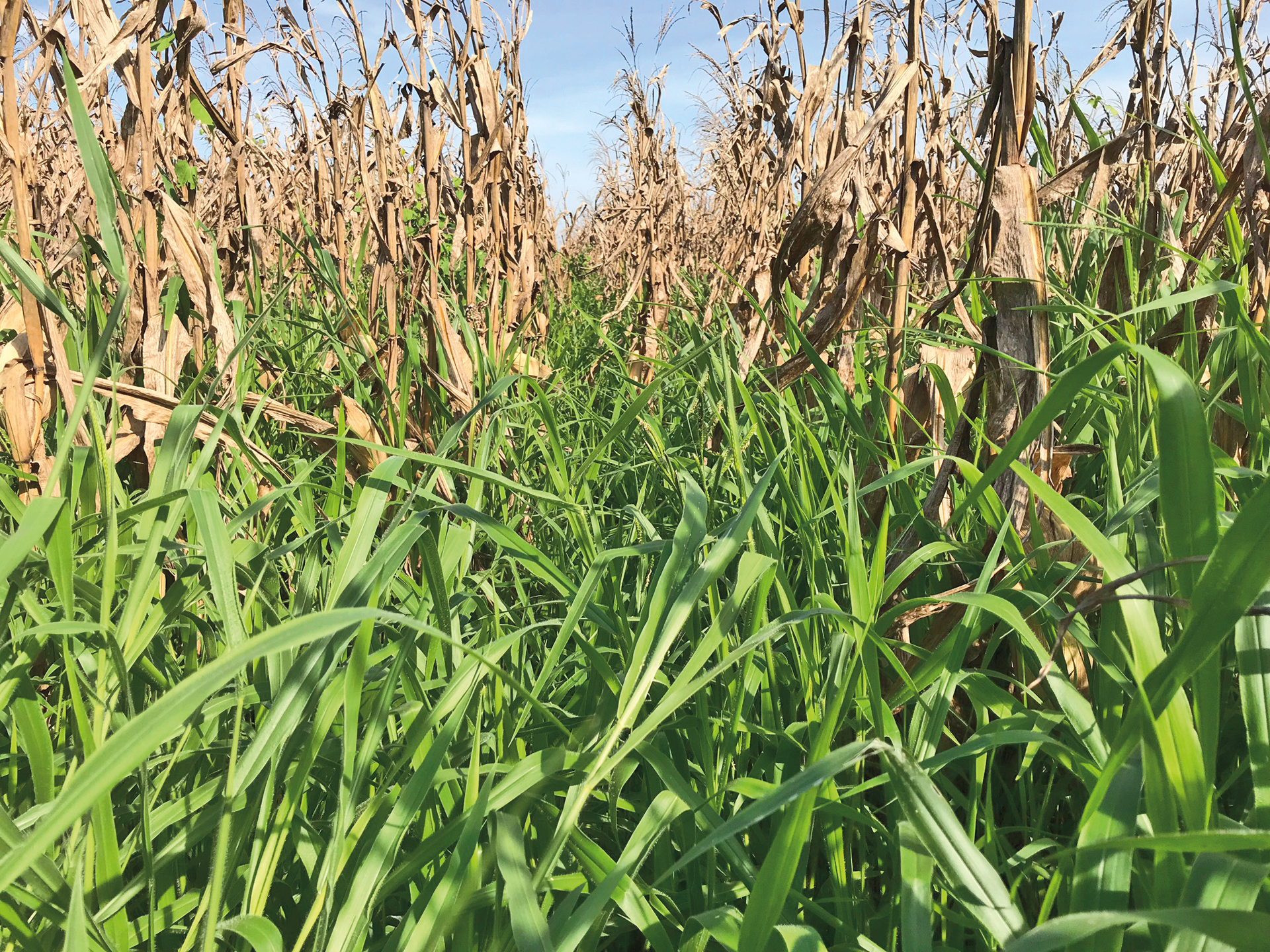 Cobertura com capim braquiária aumenta a produção de soja e milho?