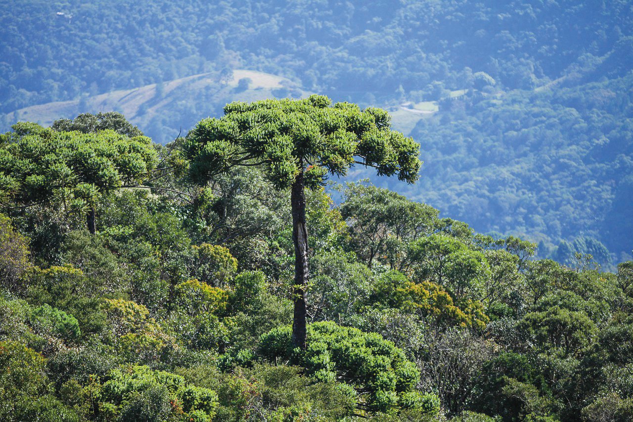 Araucária pode ser extinta em 2070?
