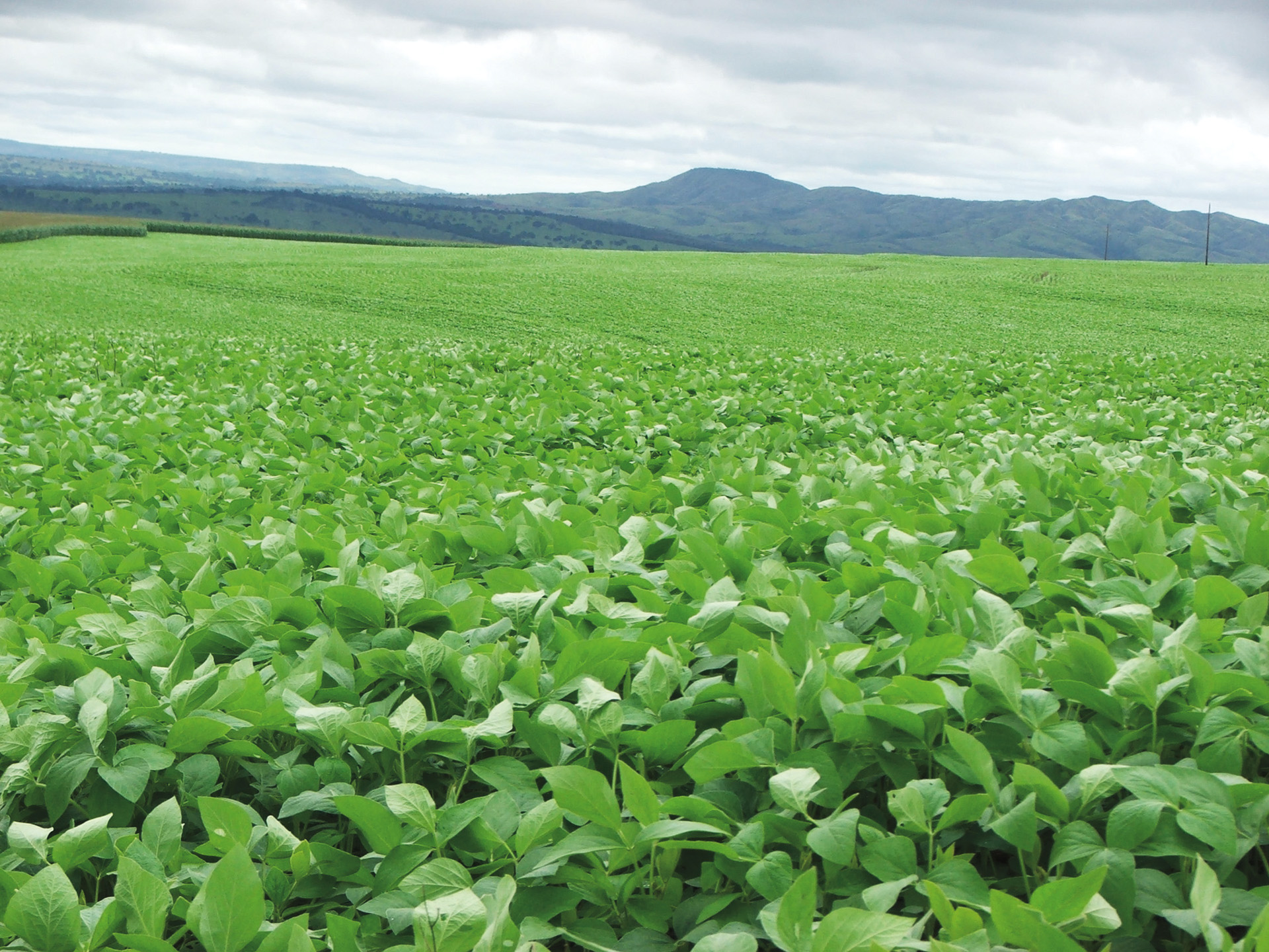 Pesquisa: Novos rumos no controle do mofo-branco na soja