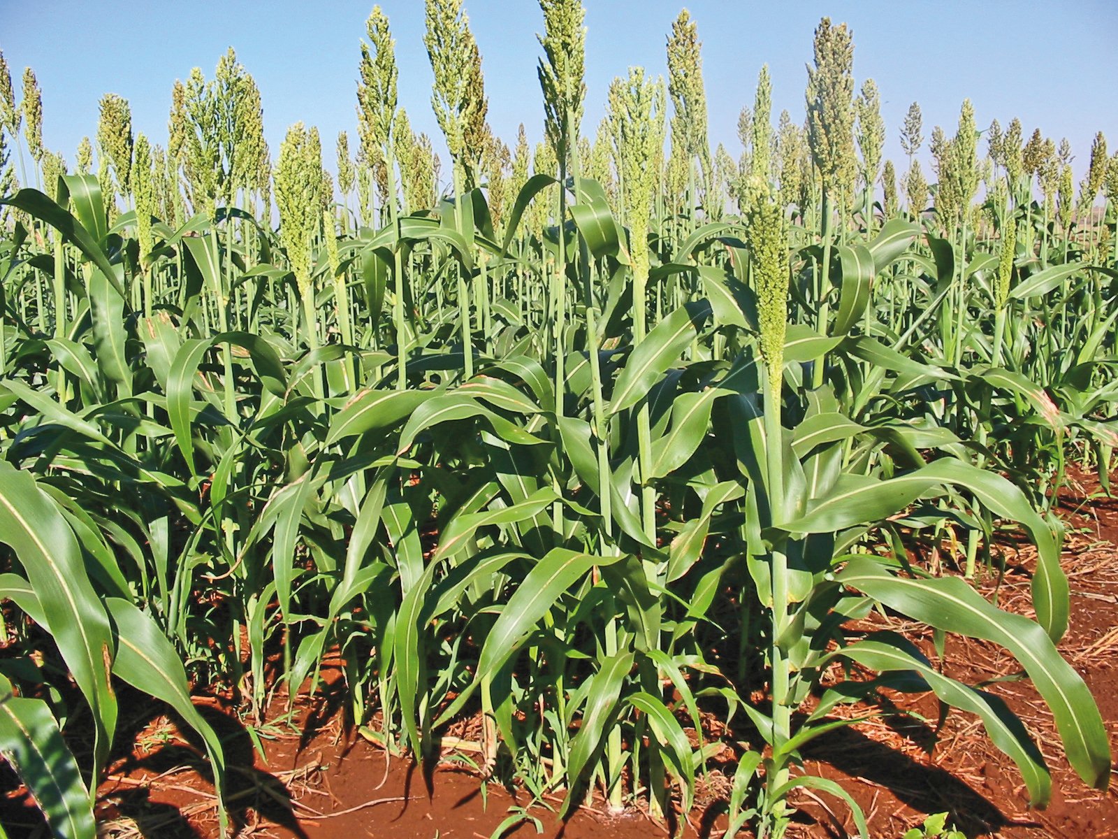 De que forma pesquisadores dobram produção de grãos do sorgo?
