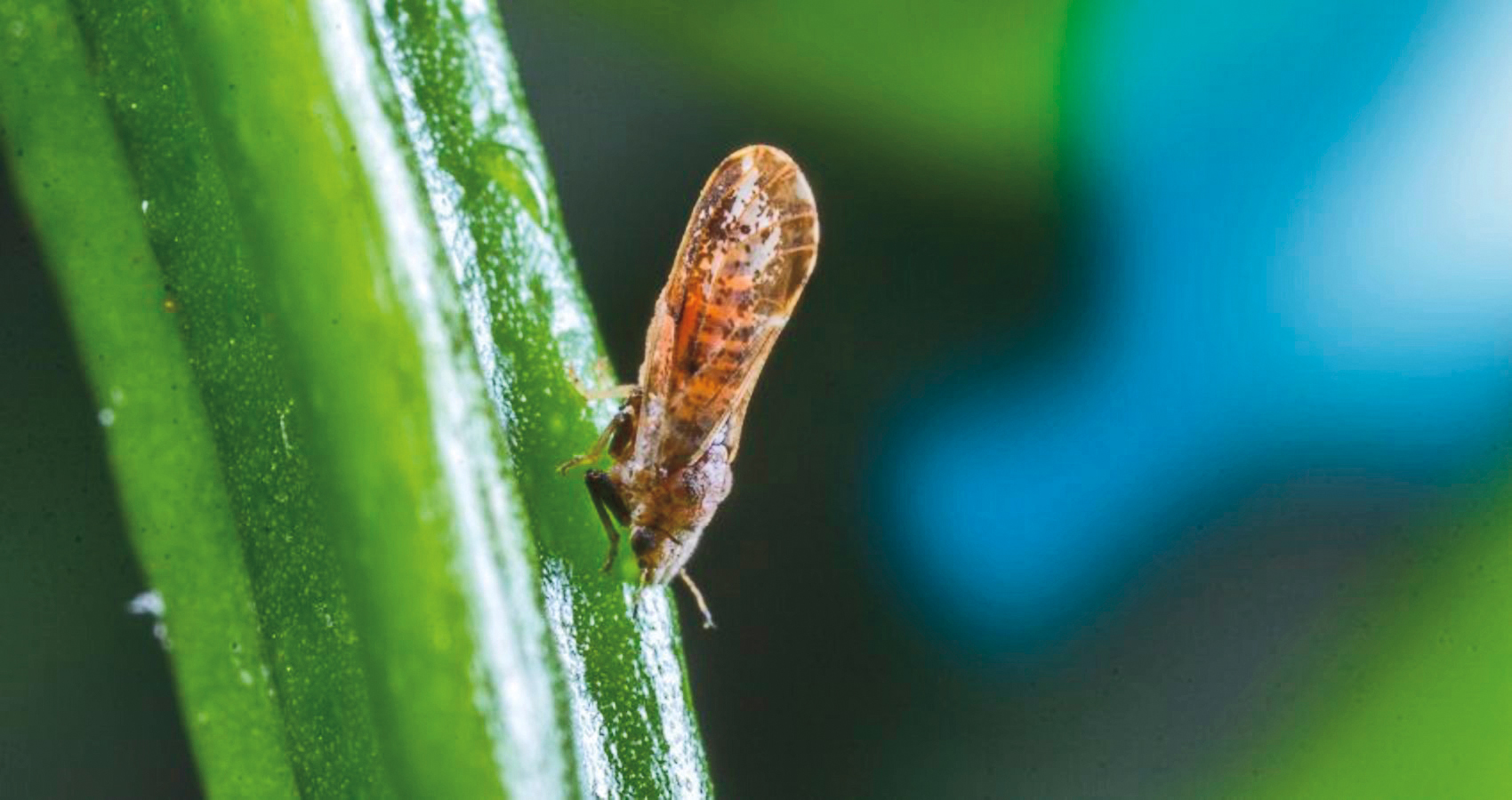 Como identificar o volume de calda ideal?