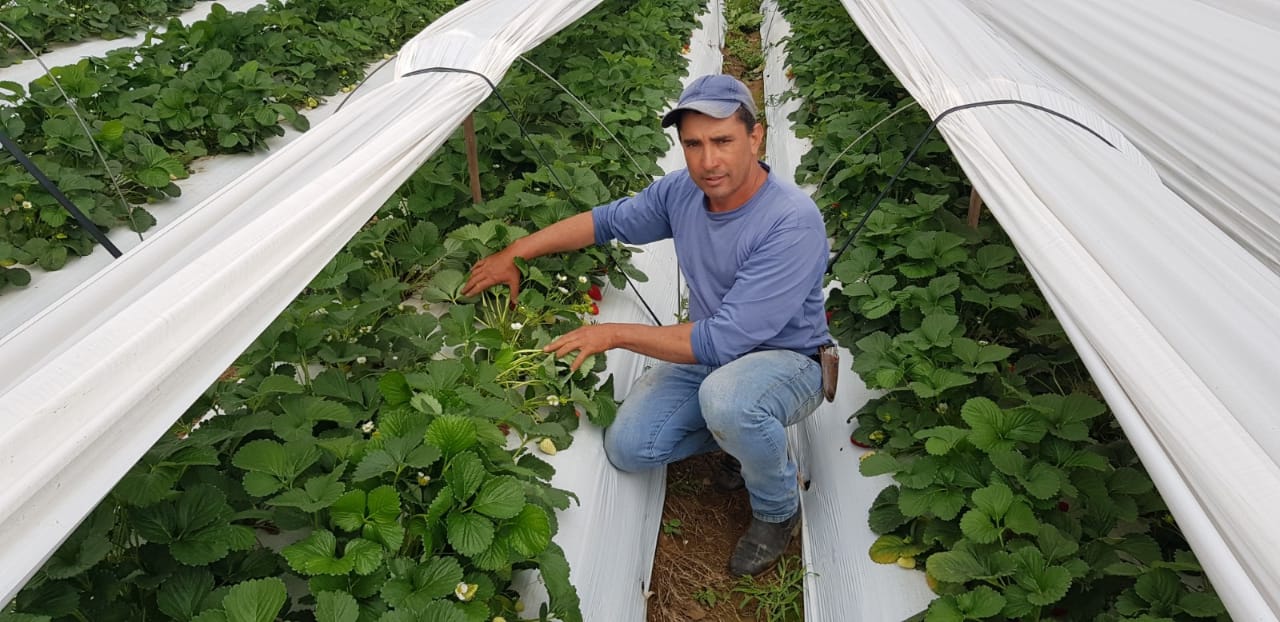 Mudas de morango: Por onde tudo começa