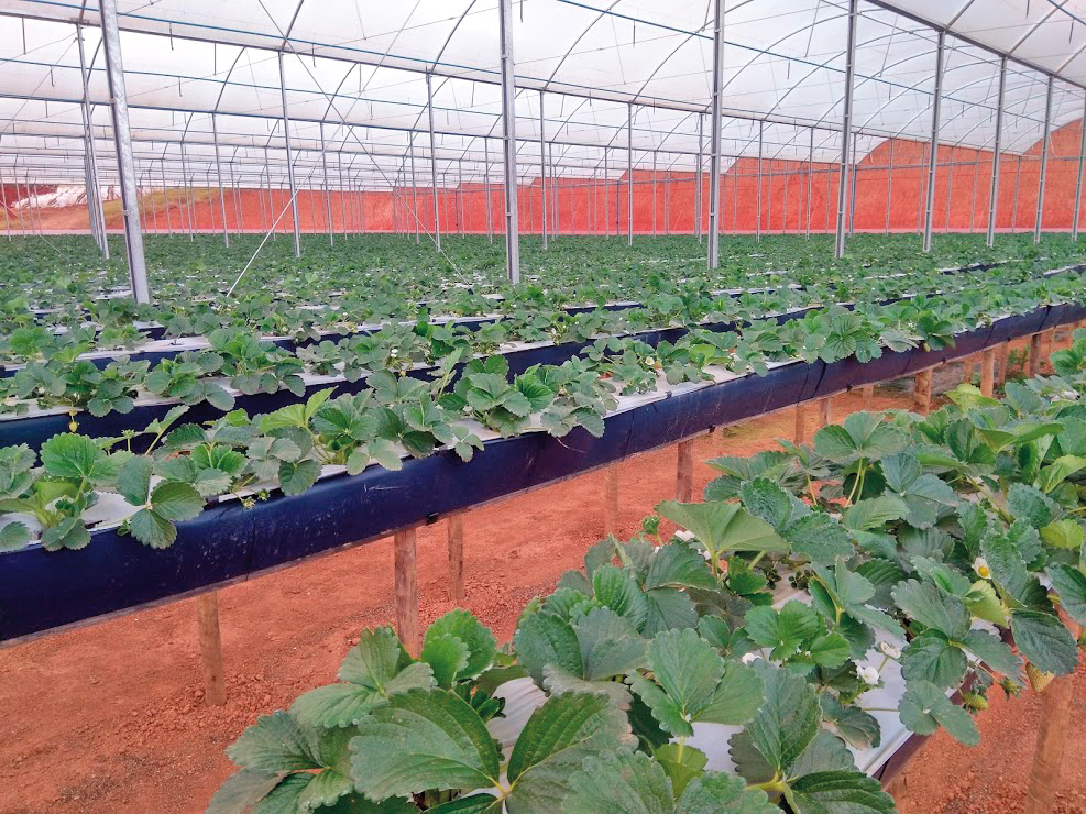 Calhas: Viabilidade na produção de morango