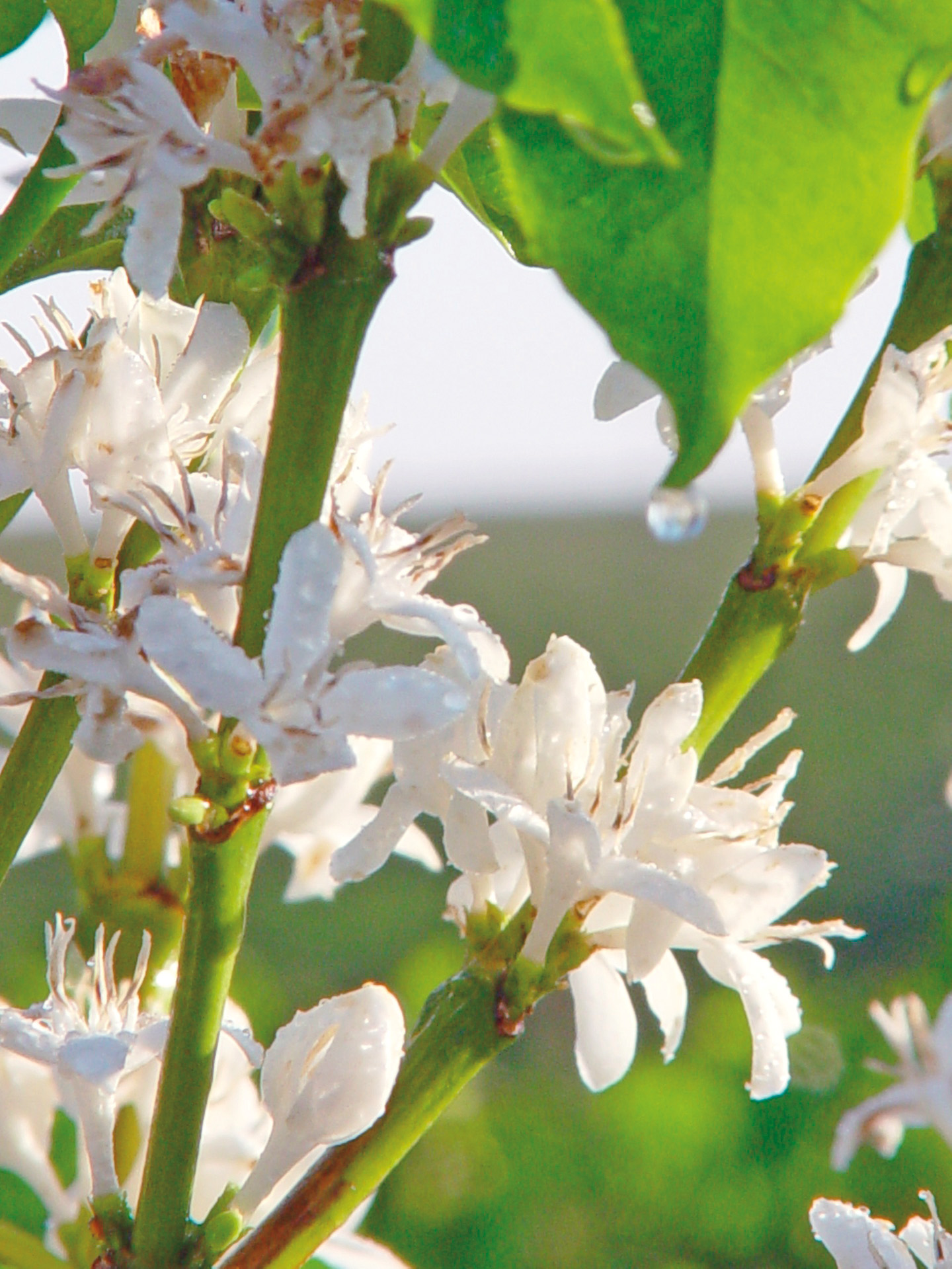 Como fazer o manejo do estresse hídrico para uniformização da florada?