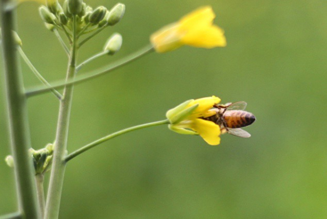 Super Bee’s: Projeto para proteção de abelhas