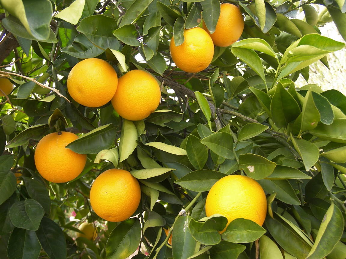 Pomar de citros é recuperado após uso de soluções naturais