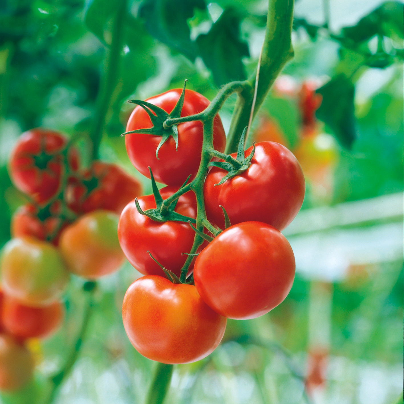 Organominerais melhoram a absorção de nutrientes no tomateiro?