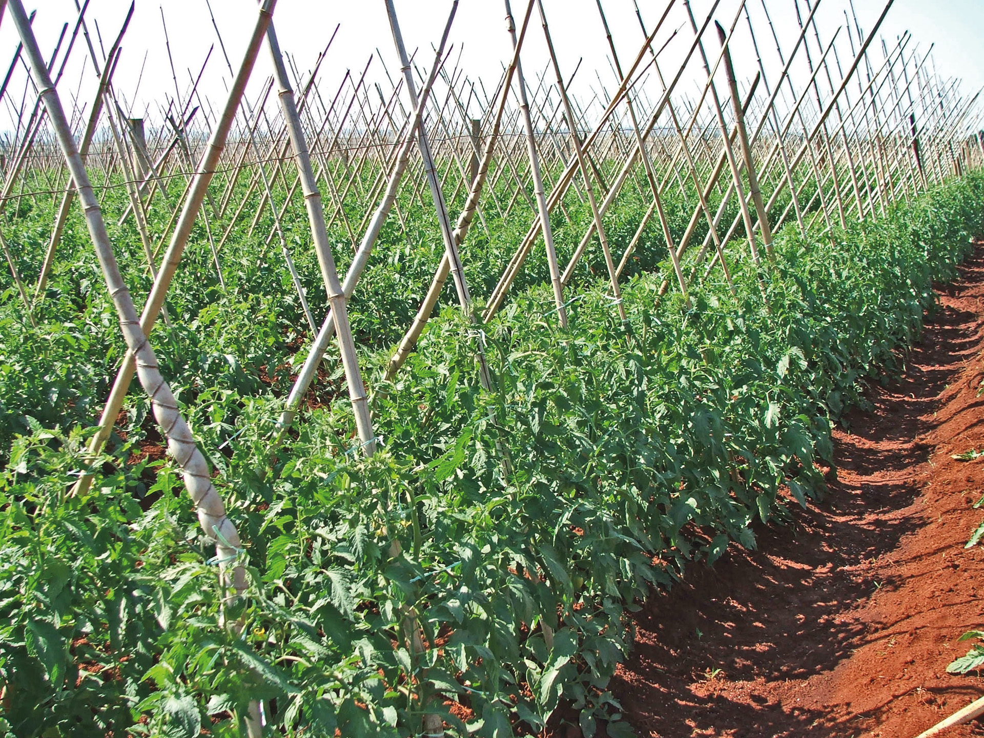 Cálcio: Sem ele, desenvolvimento de tomates é prejudicado?