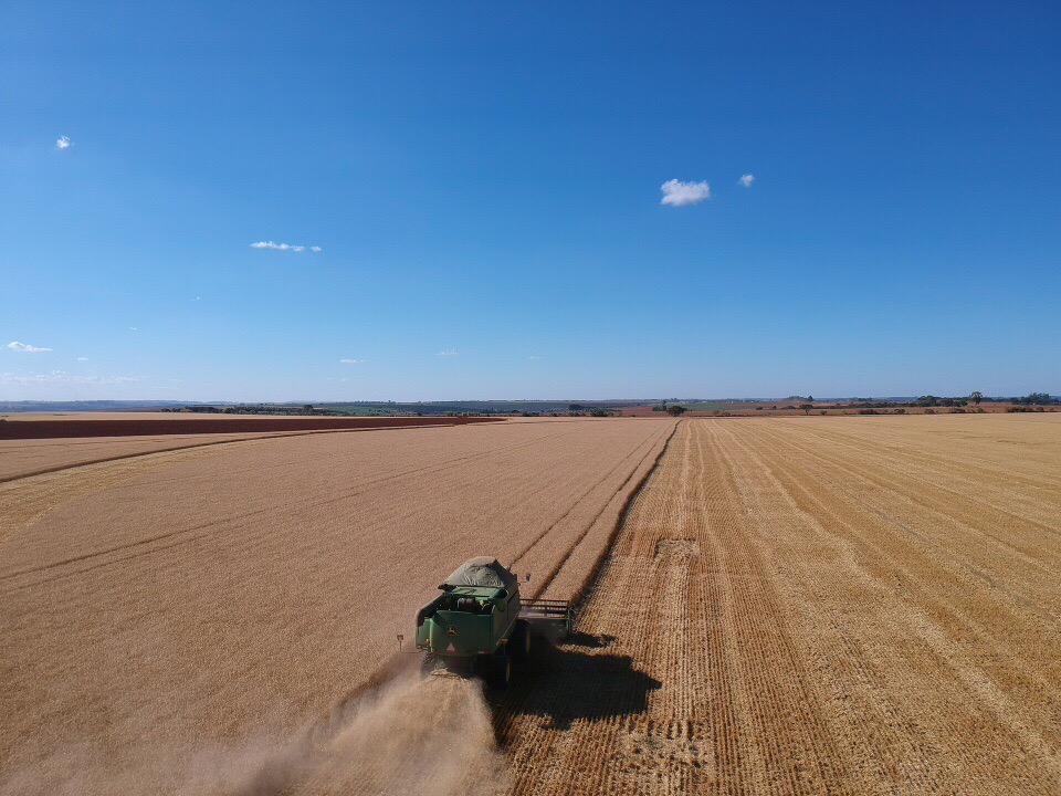 O trigo encontra no cerrado, temperaturas amenas no inverno