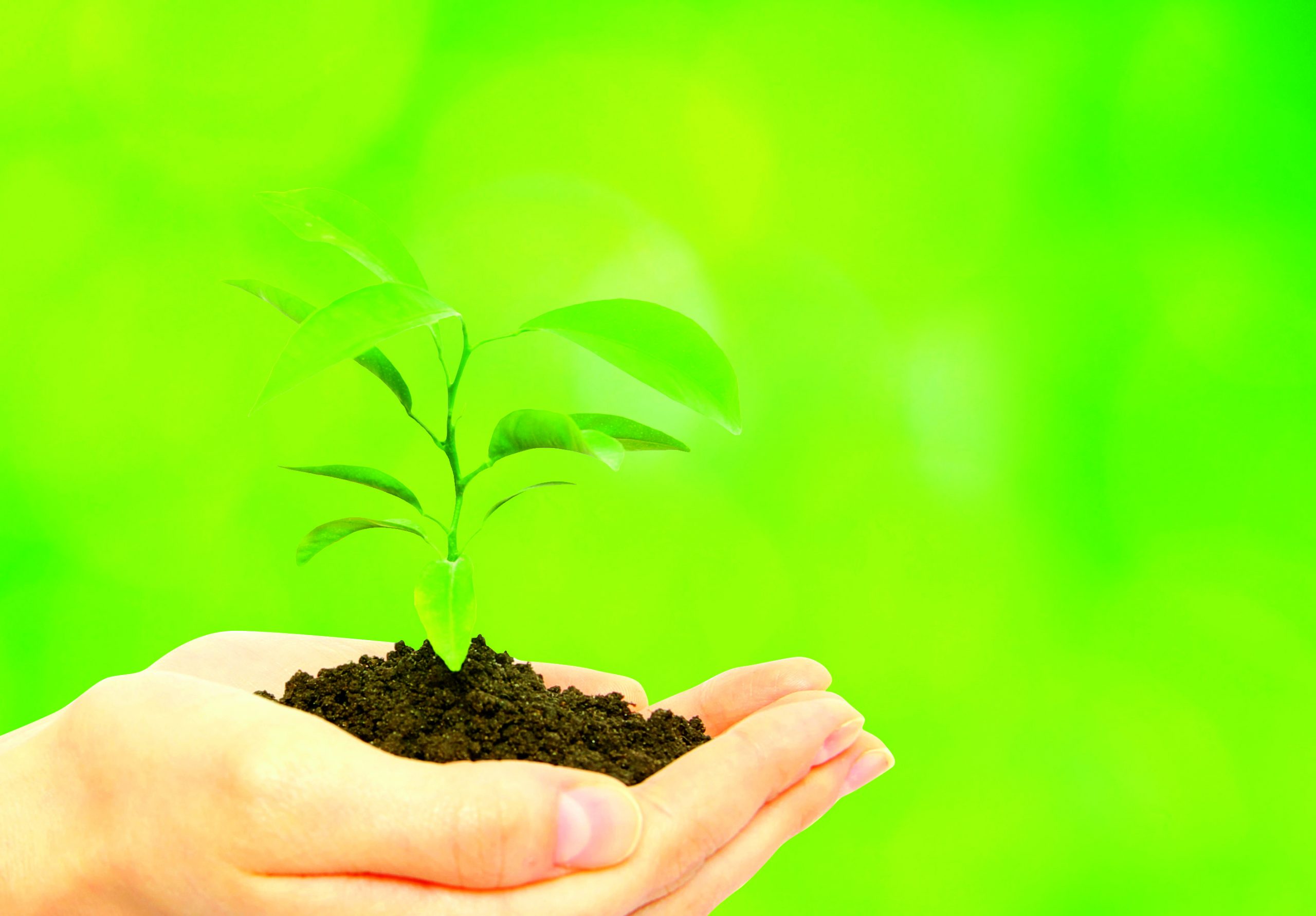 Eucalipto: Produção de mudas segue critérios