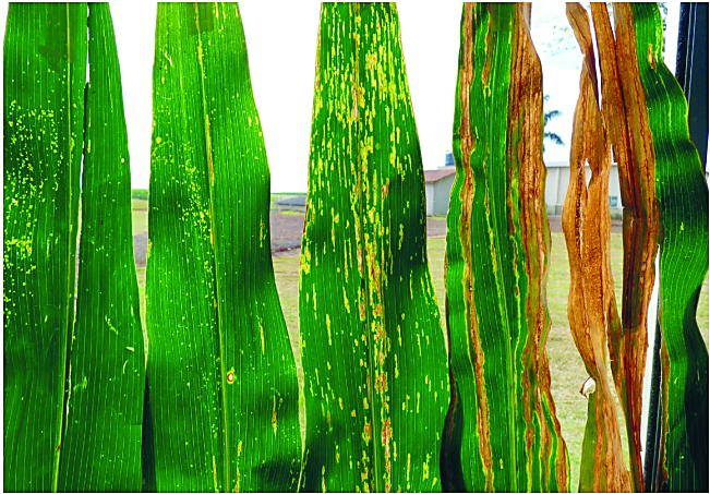 Qual a nova realidade das lavouras de milho?