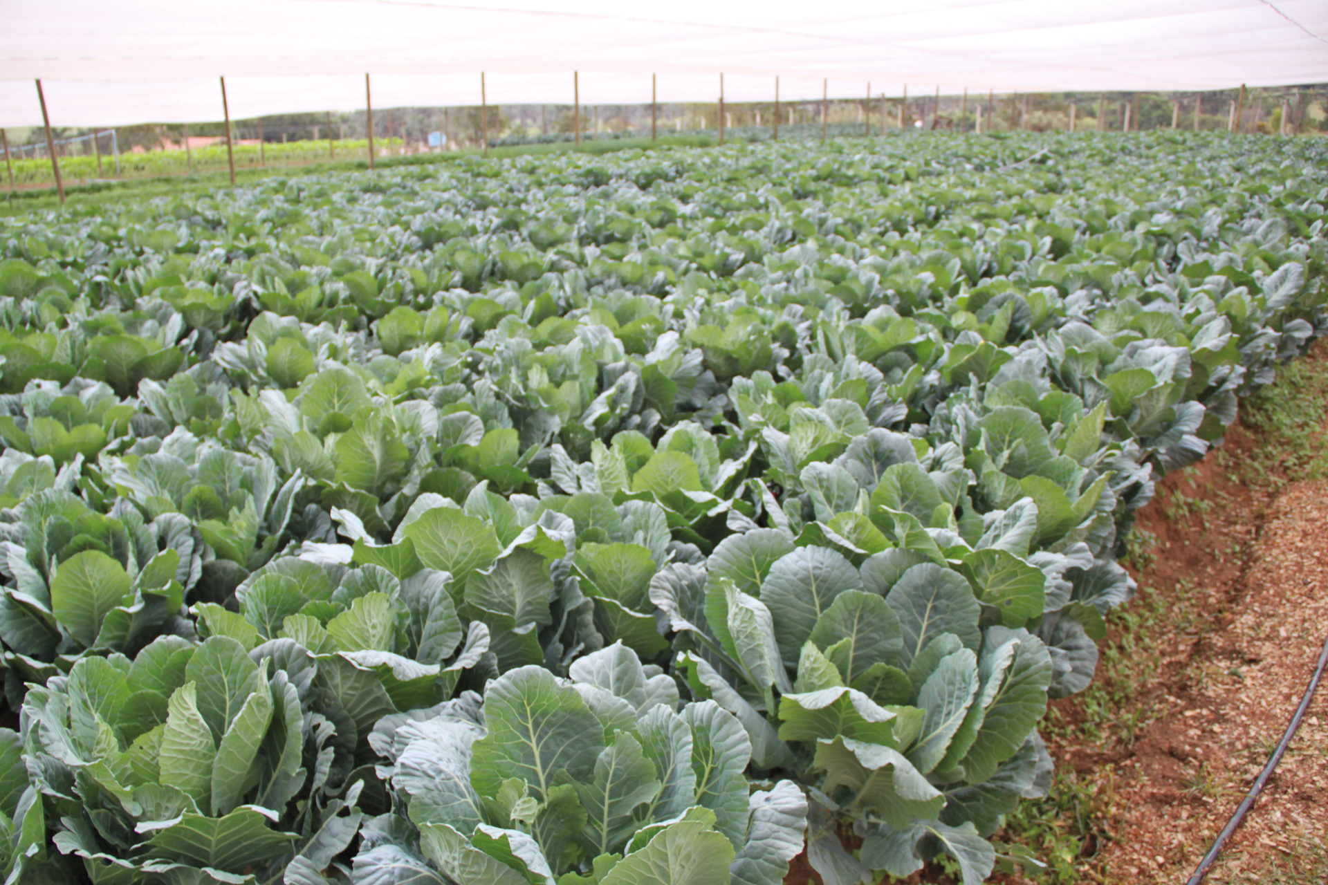 Bacillus thuringiensis tem eficiência no controle da falsa-medideira?