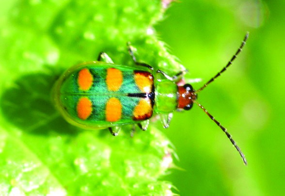 Biocontrole é alternativa contra vaquinha verde-amarela?