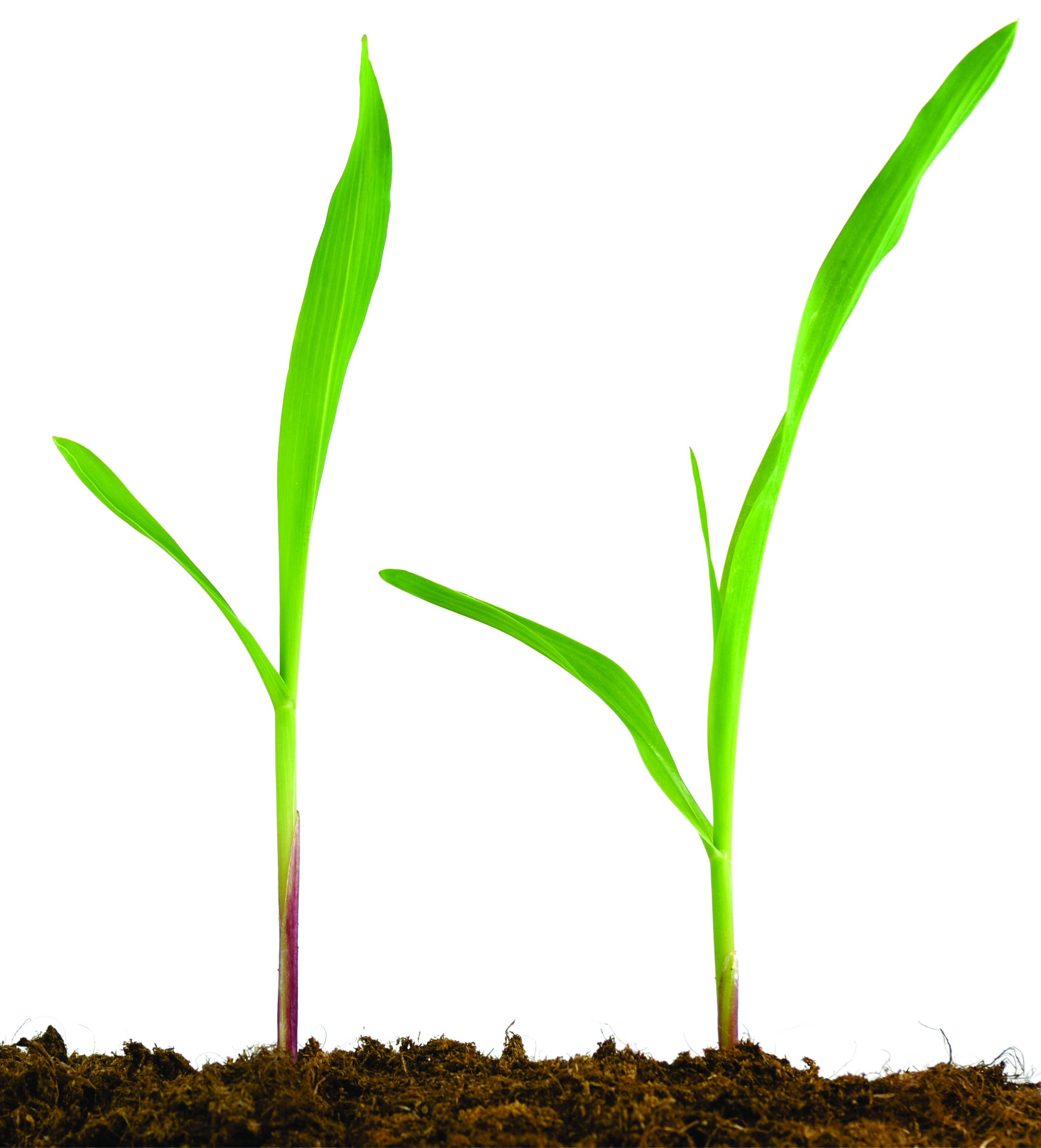 Silício é a solução contra toxidez causada pelo manganês?