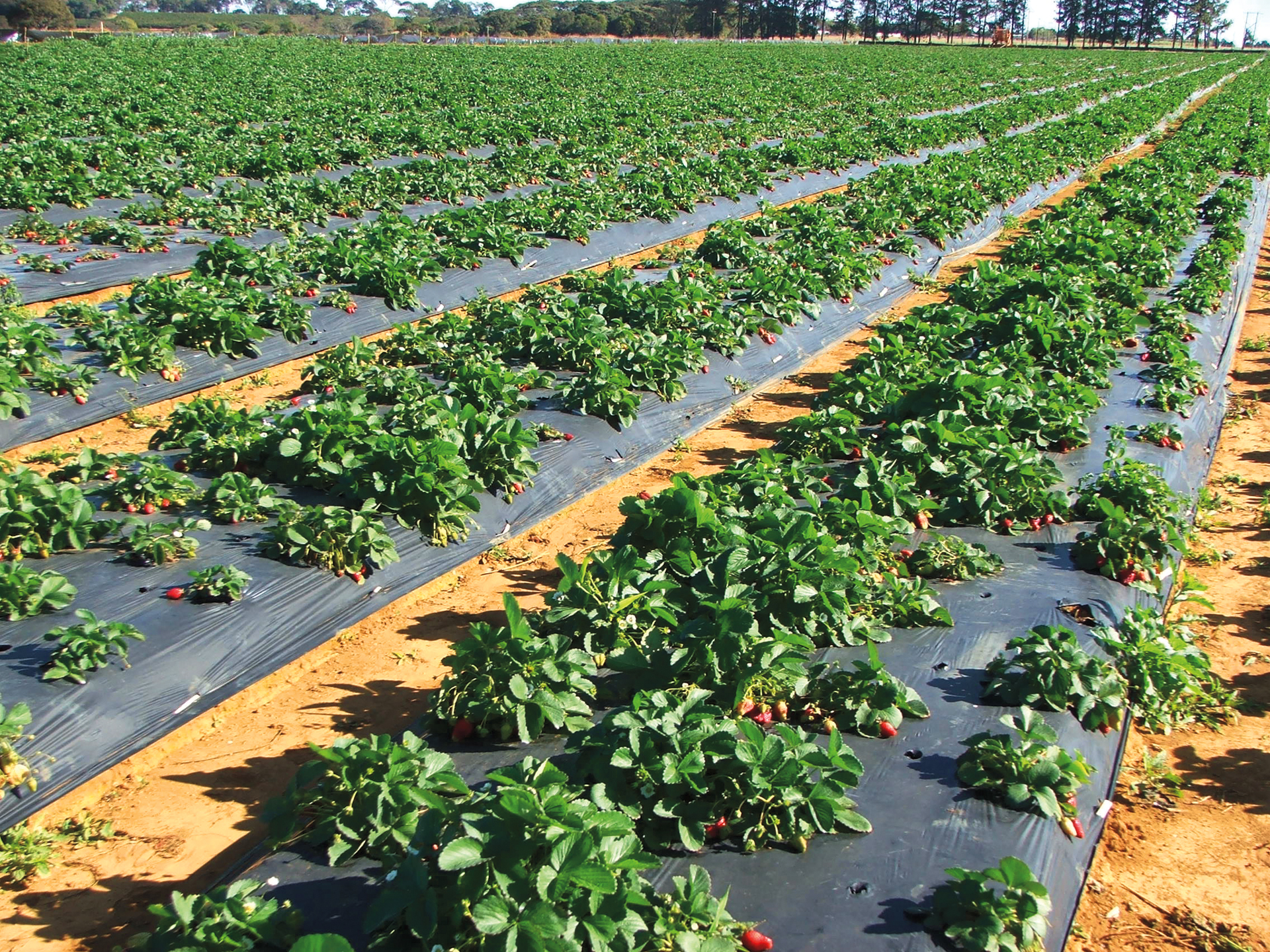Trichoderma: Qual o correto manejo de nematoides do morangueiro?